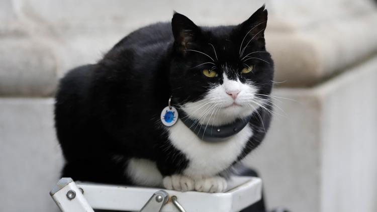 It's the 'purr-fect' job. Britain's top feline diplomat comes out of retirement