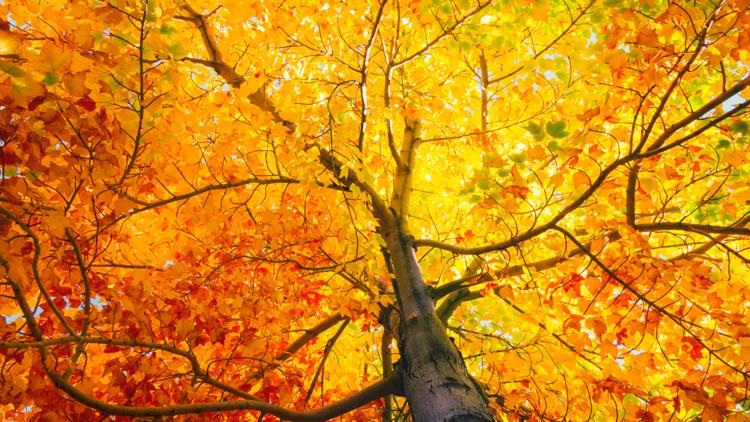 ¿Cuándo es el primer día del otoño? El equinoccio de otoño está por llegar