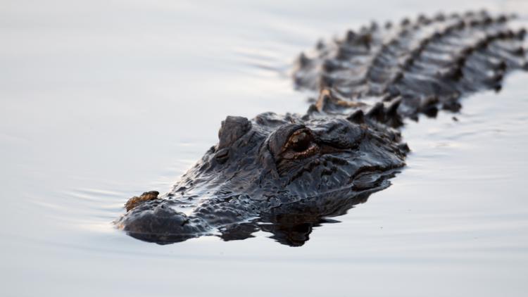 Florida man killed by nearly 12-foot alligator while fishing at park