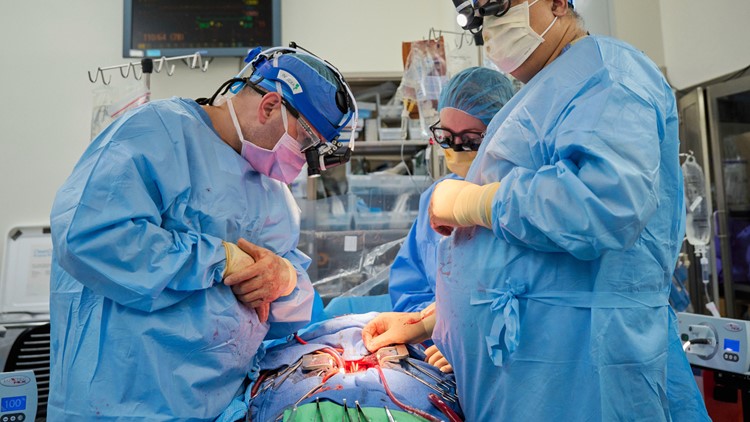 Pig organ transplants inch closer with testing in the dead