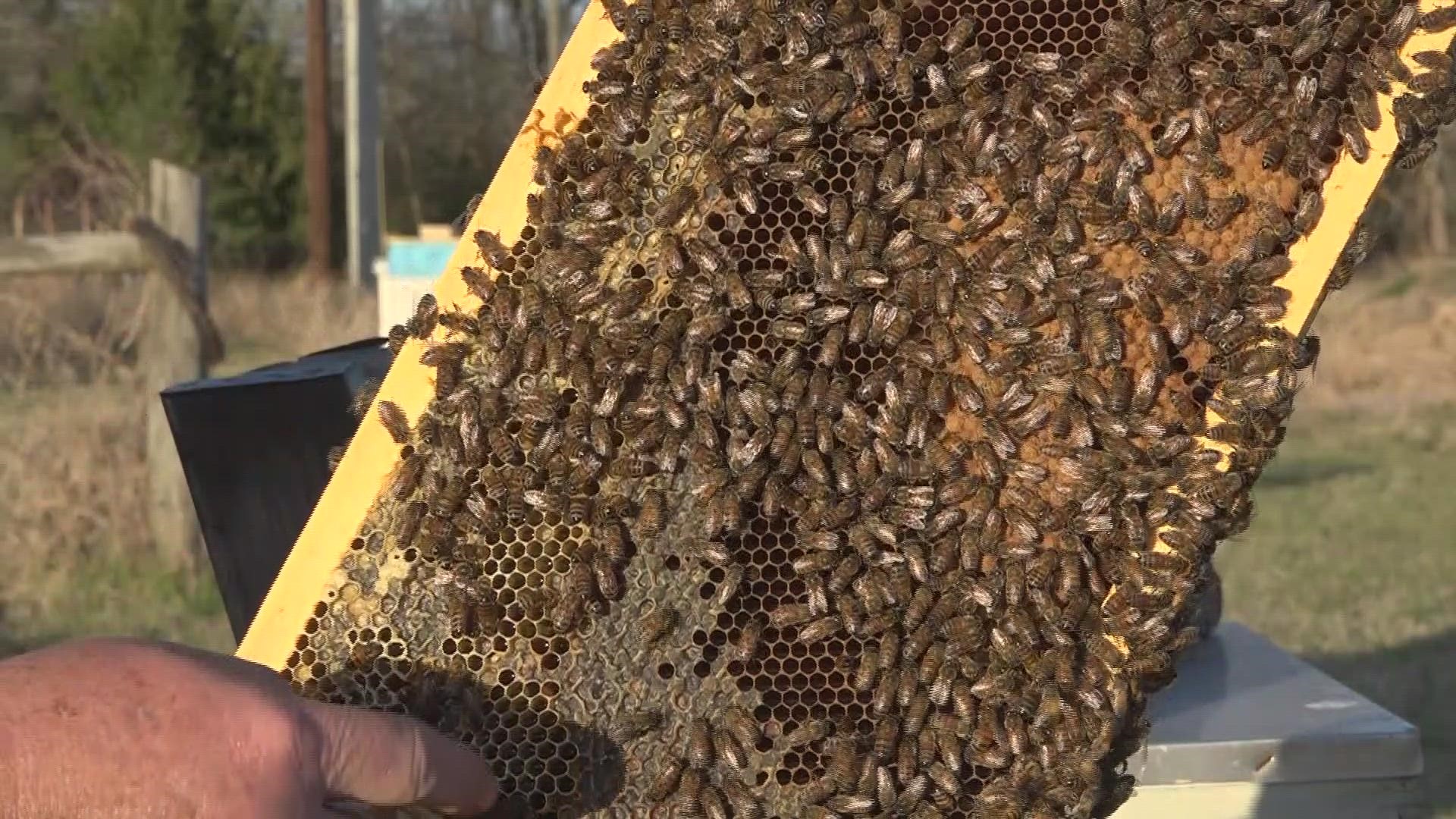 honeybees begin to swarm.