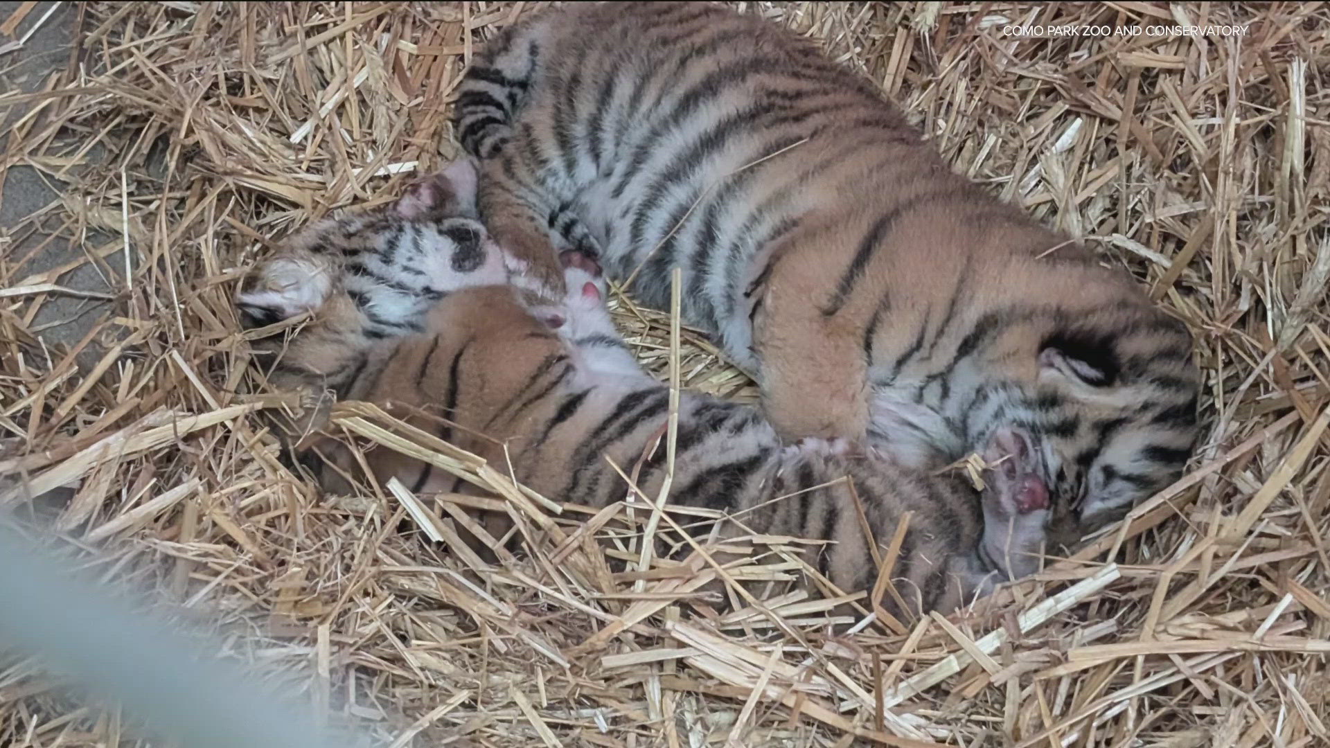 The Aug. 29 births were the first for mother tiger Bernadette, a 7-year-old Amur tiger who came to the Como Zoo from the Oregon Zoo last October.