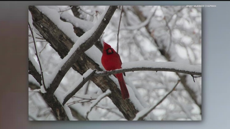 Winter birding in Minnesota