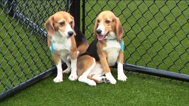 Animal Humane Society shares dog adoption trends