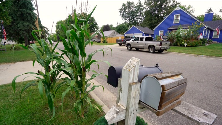 Something ventured, something grained: Dassel honors roots with corn-growing project