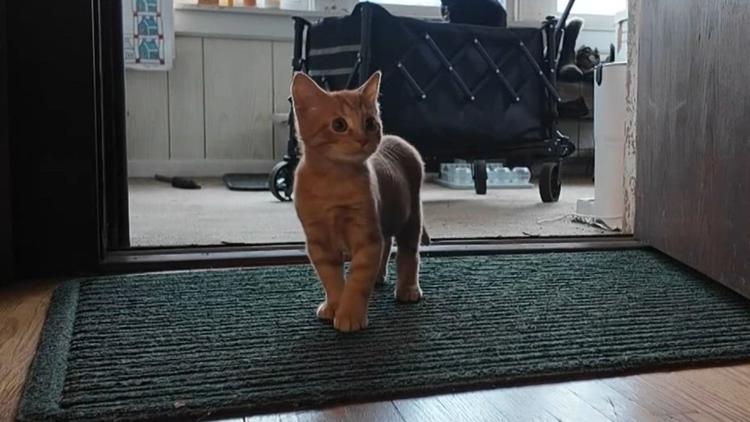 St. Paul man rescues kitten found running around O'Hare airport