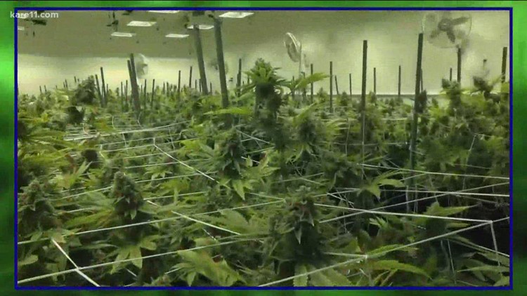 DFL 'trifecta' may open door for legalized marijuana in Minnesota