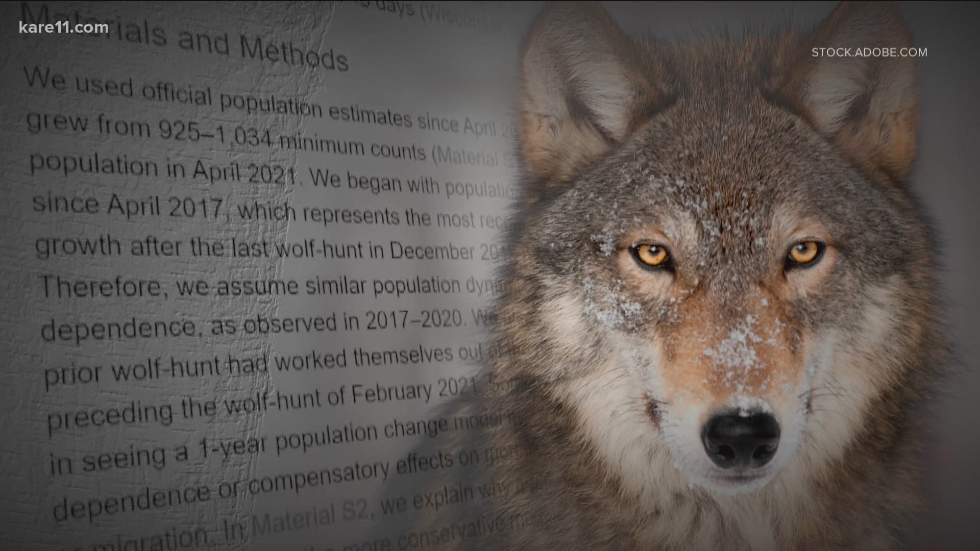 WI s February wolf hunt leaves bigger dent in population than previously anticipated