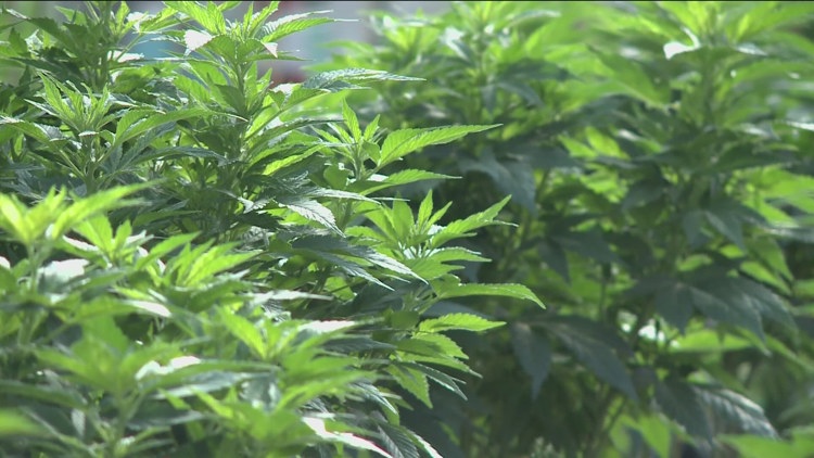 Medical cannabis helps Minnesotans find relief from obstructive sleep apnea, study says