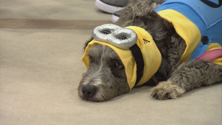 Tips to keep Halloween fun and safe for our furry friends
