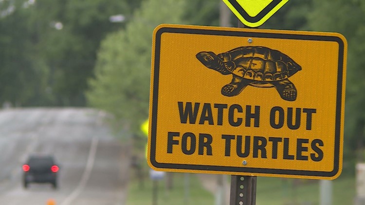 Slow down! It's turtle crossing season