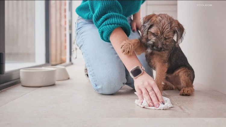 5 misconceptions about housebreaking your puppy
