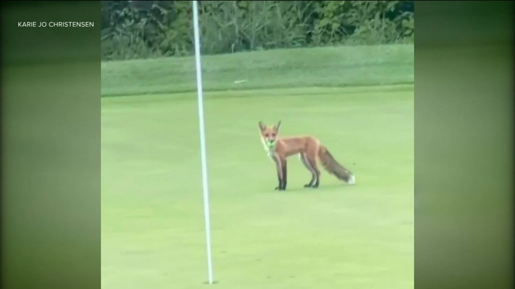 WATCH: Fox steals golf balls at Minnesota golf course