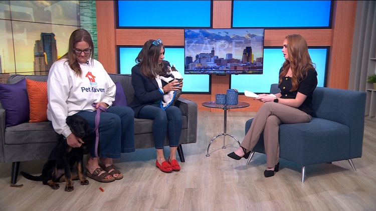 Pet Haven: Two Sunday events promote cat & dog adoptions