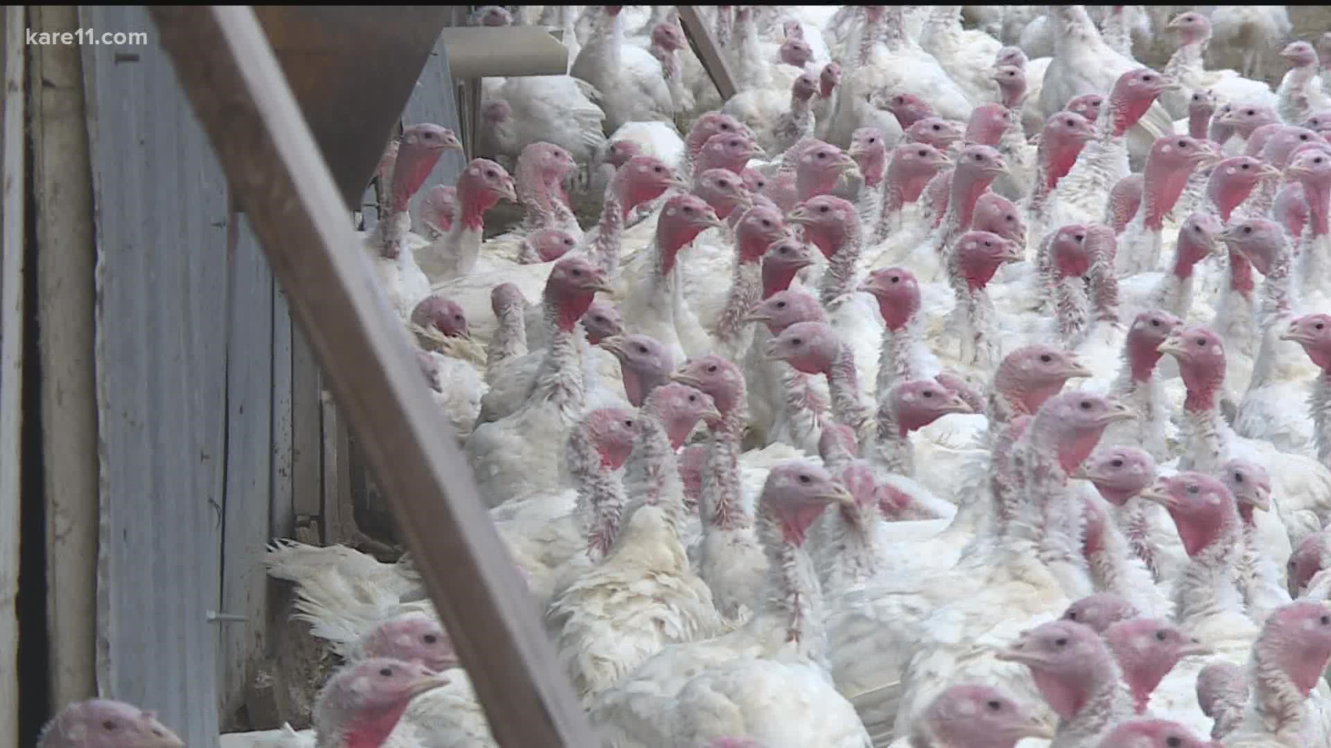 State officials say the first two cases of Highly Pathogenic Avian Influenza in Minnesota were reported in two poultry flocks.