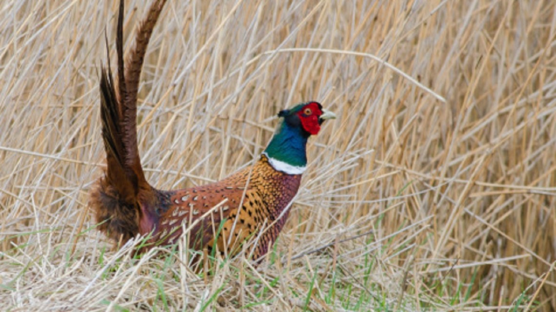 Iowa DNR says weather likely affected pheasant population | weareiowa.com