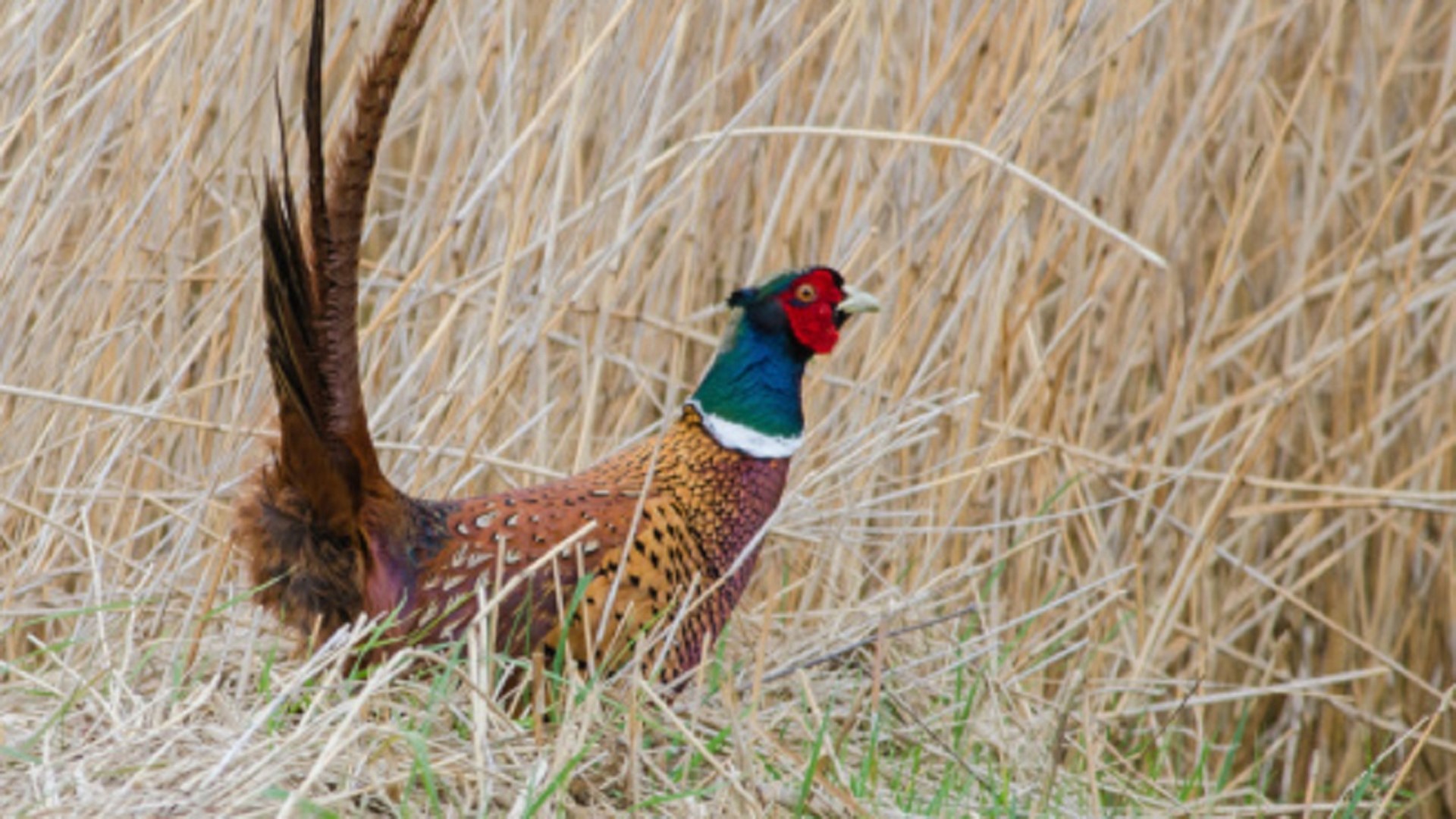 Iowa DNR says weather likely affected pheasant population