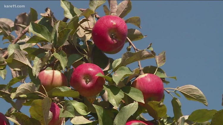 The 11 orchards you need to visit this fall