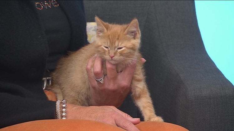 Bitty Kitty Brigade spreads awareness about saving orphaned neonatal kittens