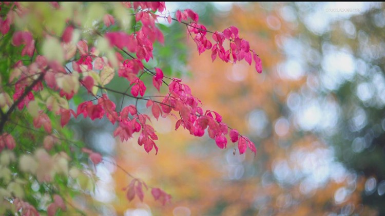 Grow with KARE: Burning bush banned by MN Department of Ag