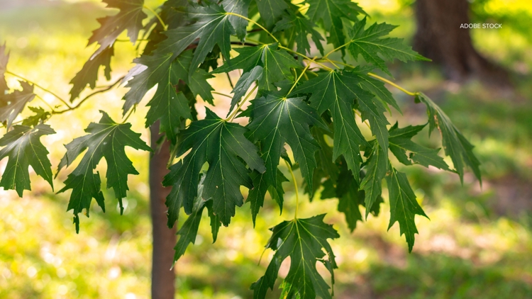 Saint Paul RiverCentre launches tree-planting initiative for events