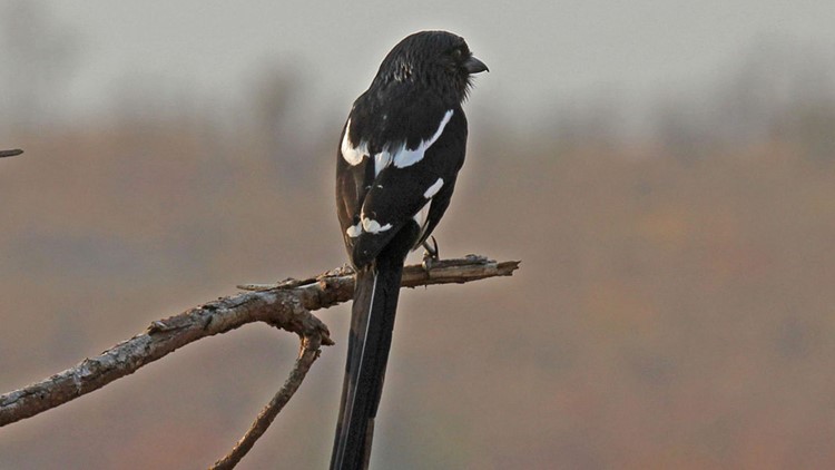 Tropical birds escape from Minnesota Zoo