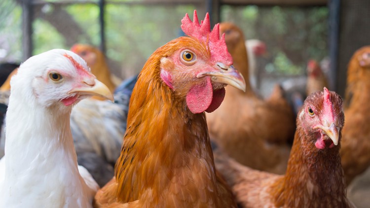 Suspected case of avian flu detected in Hennepin County backyard flock