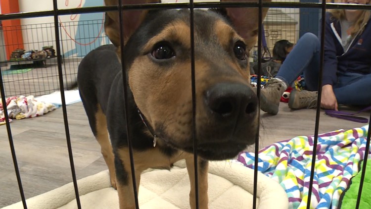 Pet Haven opens its first brick-and-mortar home for rescued animals