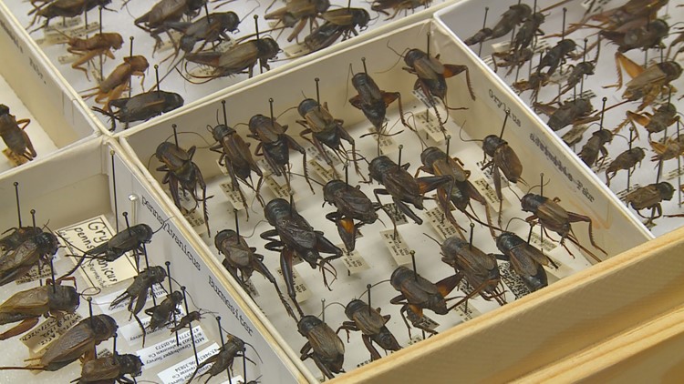 'Bug signs' are predicting a harsh winter this year, but are they true?