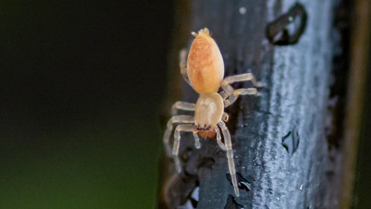 Wisconsin school closes after spiders bite student, teacher