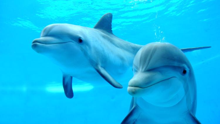 Brookfield Zoo dolphins make temporary home at Minnesota Zoo