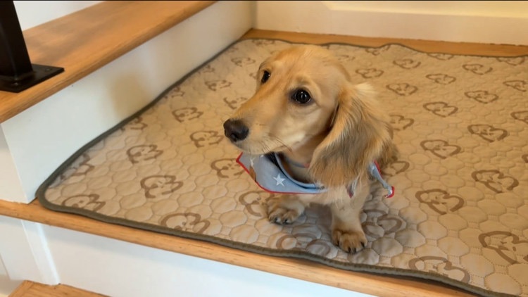 Manage your dog's impulse control with crate training