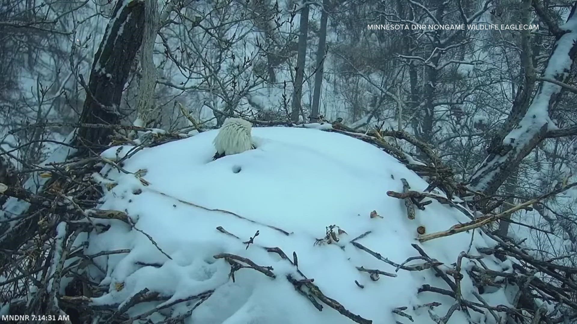 Early morning viewers watched as the rapidly falling snow overnight left only a lone bald eagle's head visible in the snow-covered nest.