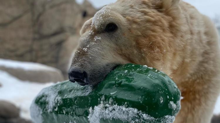 Como Zoo addresses concerns over viral video of polar bear