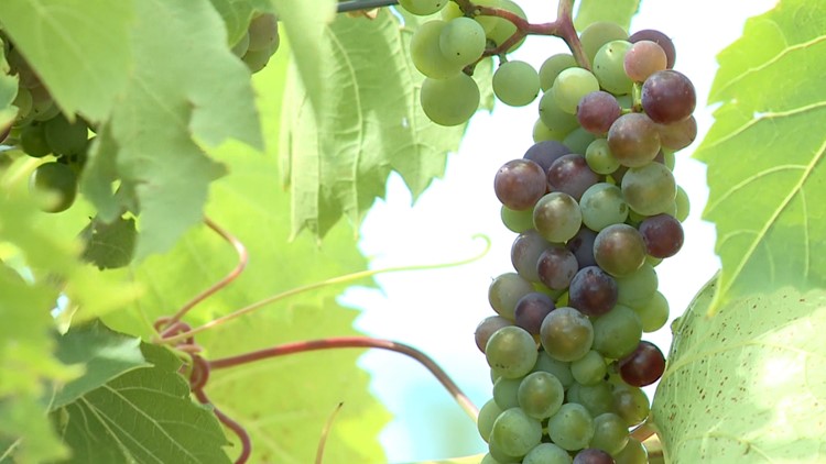 Severe drought impacts metro lakes, while local vineyards flourish