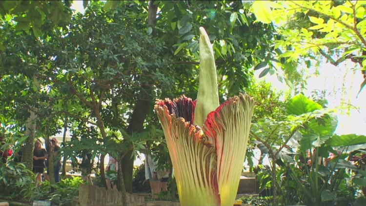 Como Zoo opening early Sunday as corpse flower starts to bloom