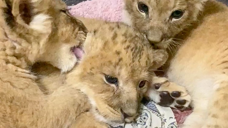 After being rescued from Ukraine, four lion cubs are coming to Minnesota