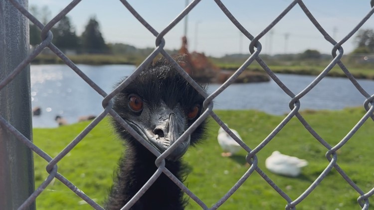 Emus greet visitors at McGregor Dairy Queen