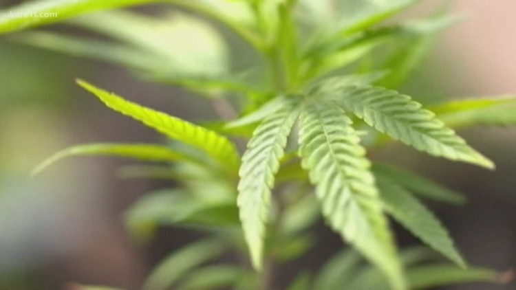 Minnesota DFL lawmakers unveil plan to legalize adult-use cannabis