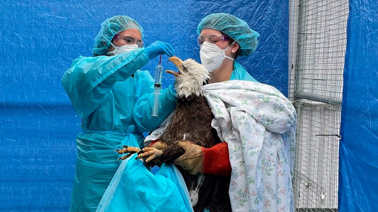 Bird flu takes unheard-of toll on bald eagles, other birds