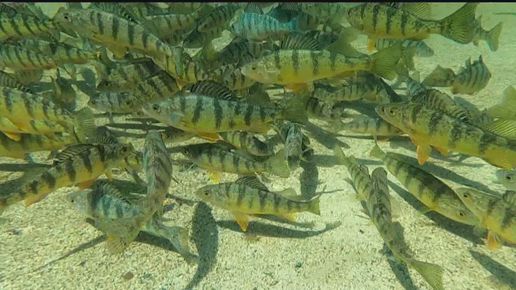 A true fish story: Minnesota's shrinking perch