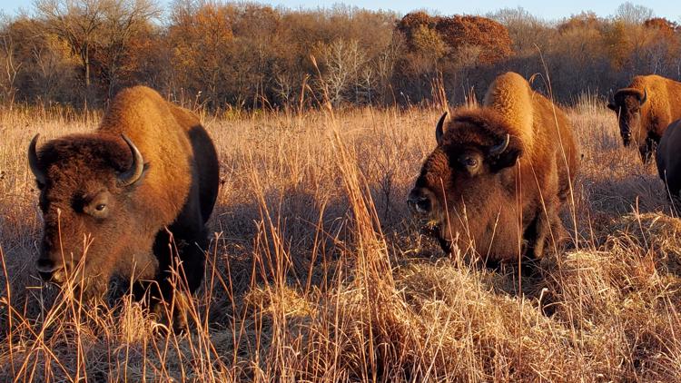 Bison brought back to Spring Lake Park Reserve