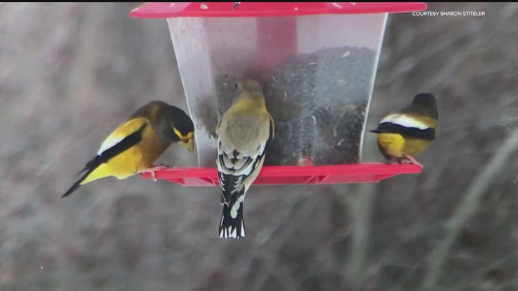 Experts share simple actions to help birds during fall migration
