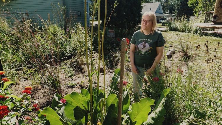 North St. Paul woman's yard is a magnet for monarchs, bees