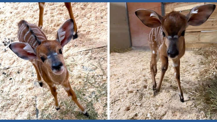 2 nyala born at Como Zoo