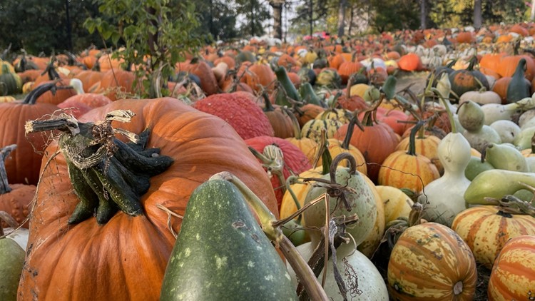 Record harvest for fall fruit at the Minnesota Landscape Arboretum