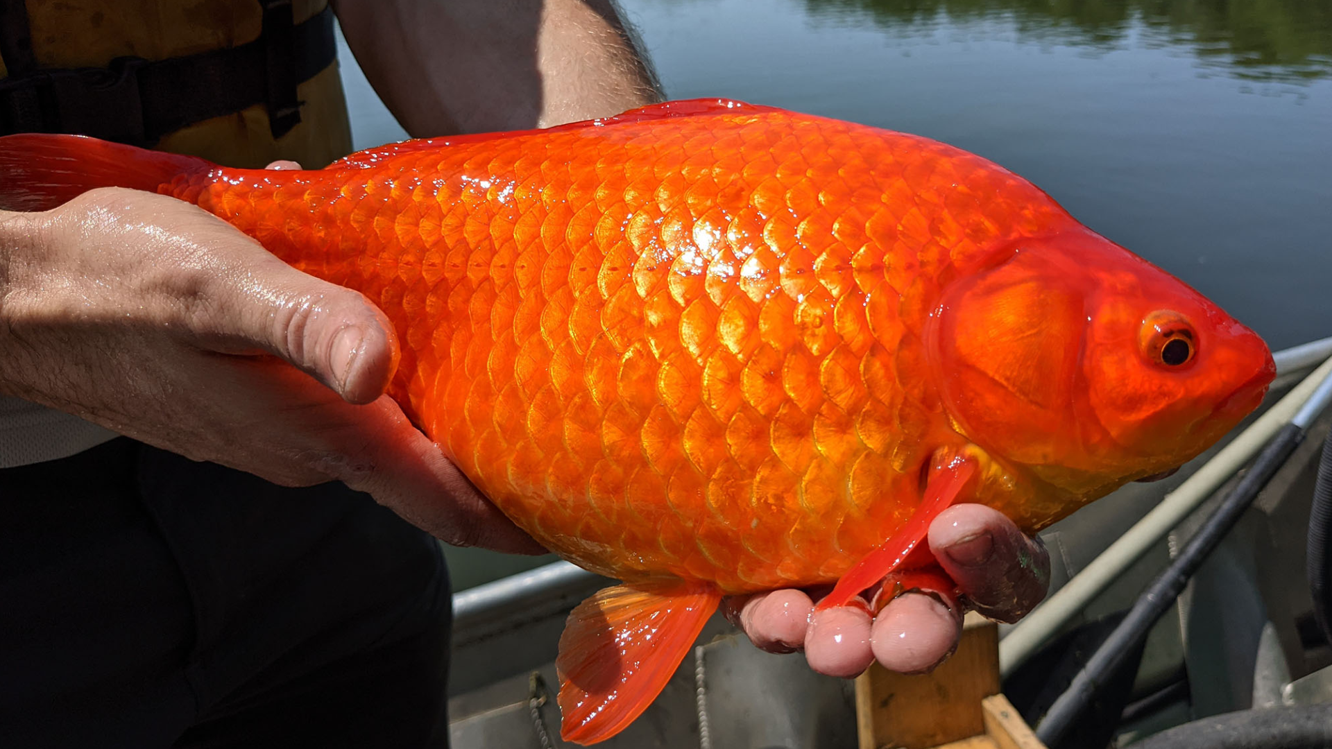 This is what can happen when you release your goldfish into the wild ...