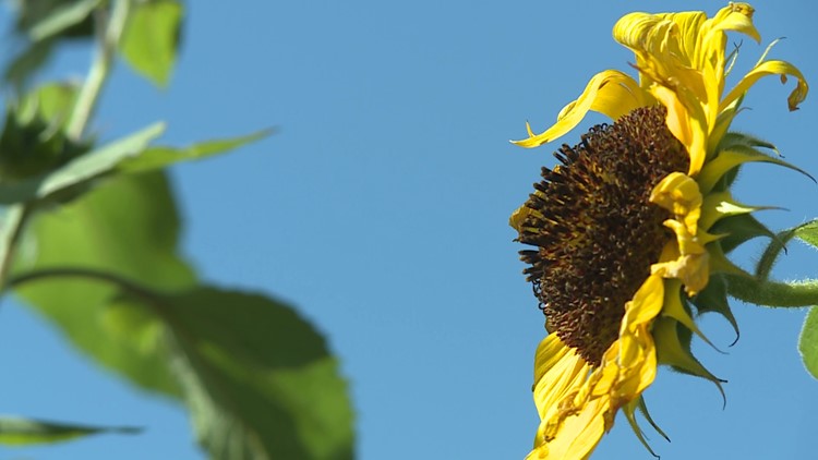 Sisters plan to give sunflowers, honoring sibling who died from ovarian cancer