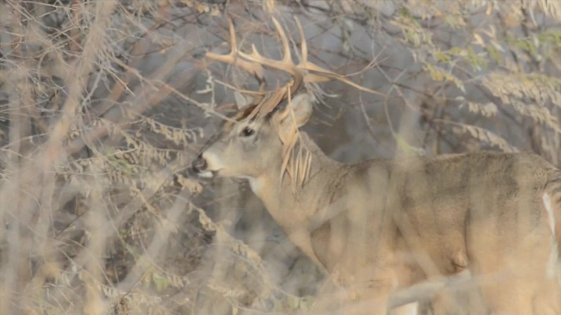 Deer season is here What to know