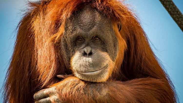 Como Park Zoo mourns death of 46-year-old orangutan